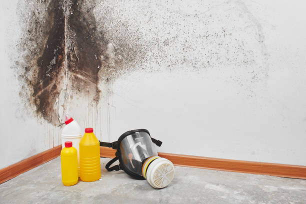 Certified Mold Removal in Holland, MI