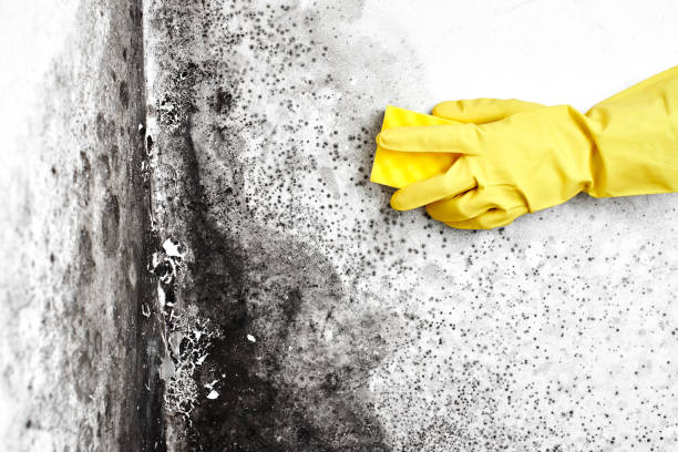 Best Mold Remediation  in Holland, MI