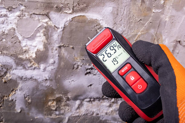 Best Certified Mold Removal  in Holland, MI