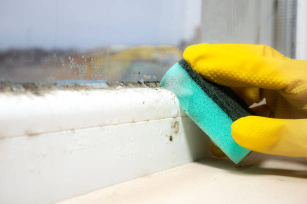 Best Attic Mold Removal  in Holland, MI