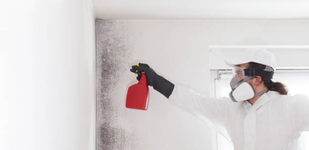 Best Black Mold Removal  in Holland, MI