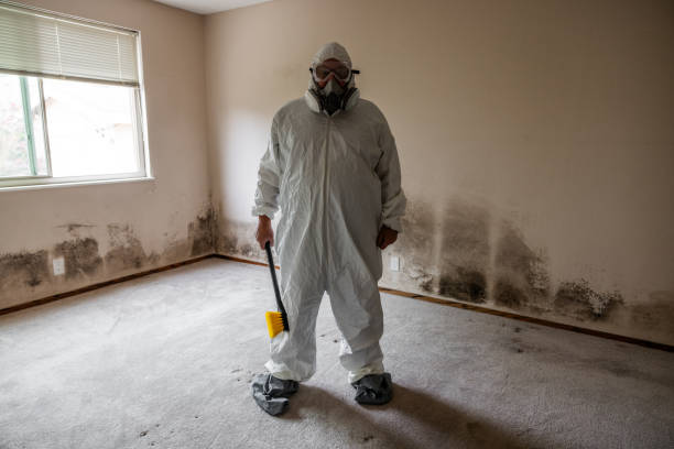 Best Mold Damage Repair  in Holland, MI