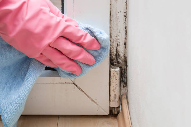 Best Home Mold Removal  in Holland, MI