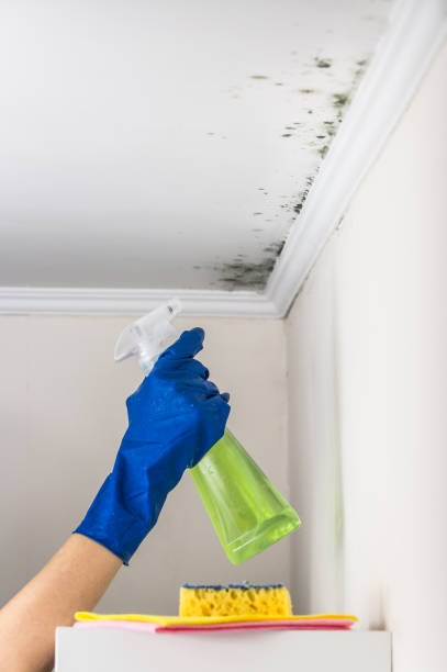 Best Mold Testing  in Holland, MI